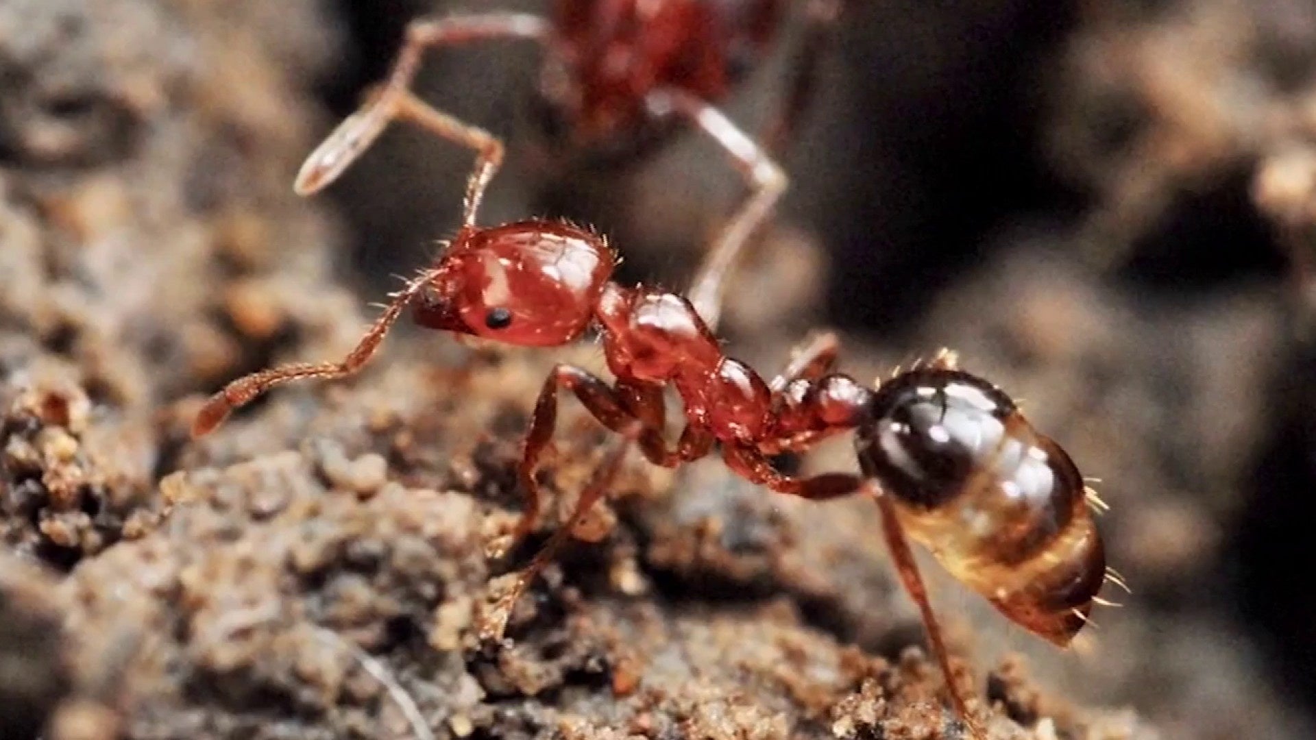 Officials warn of fire ant spread in SWVA
