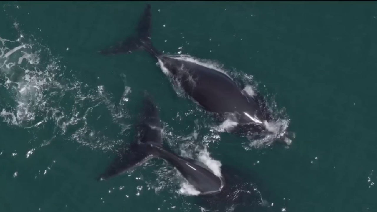 Boaters warned to steer clear of endangered whales seen off Merritt Island