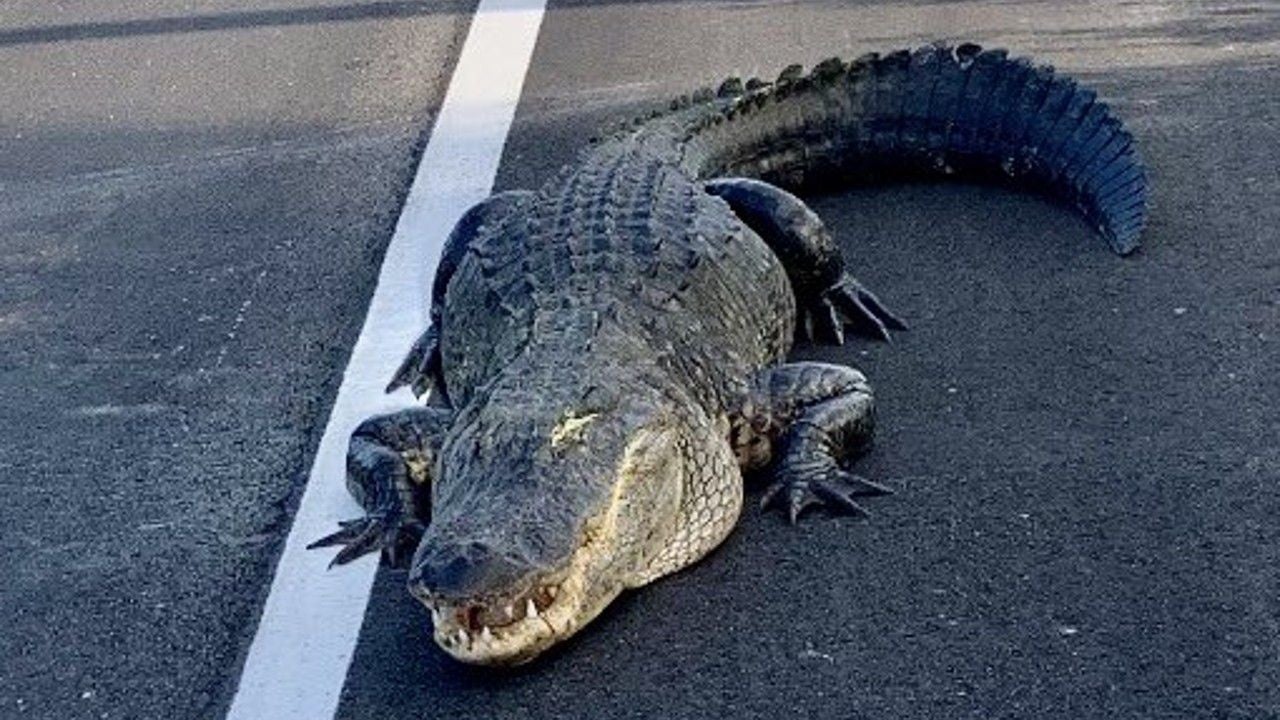 Naef　Alligator　プルトイ 487982-1__21226.1624871732.350