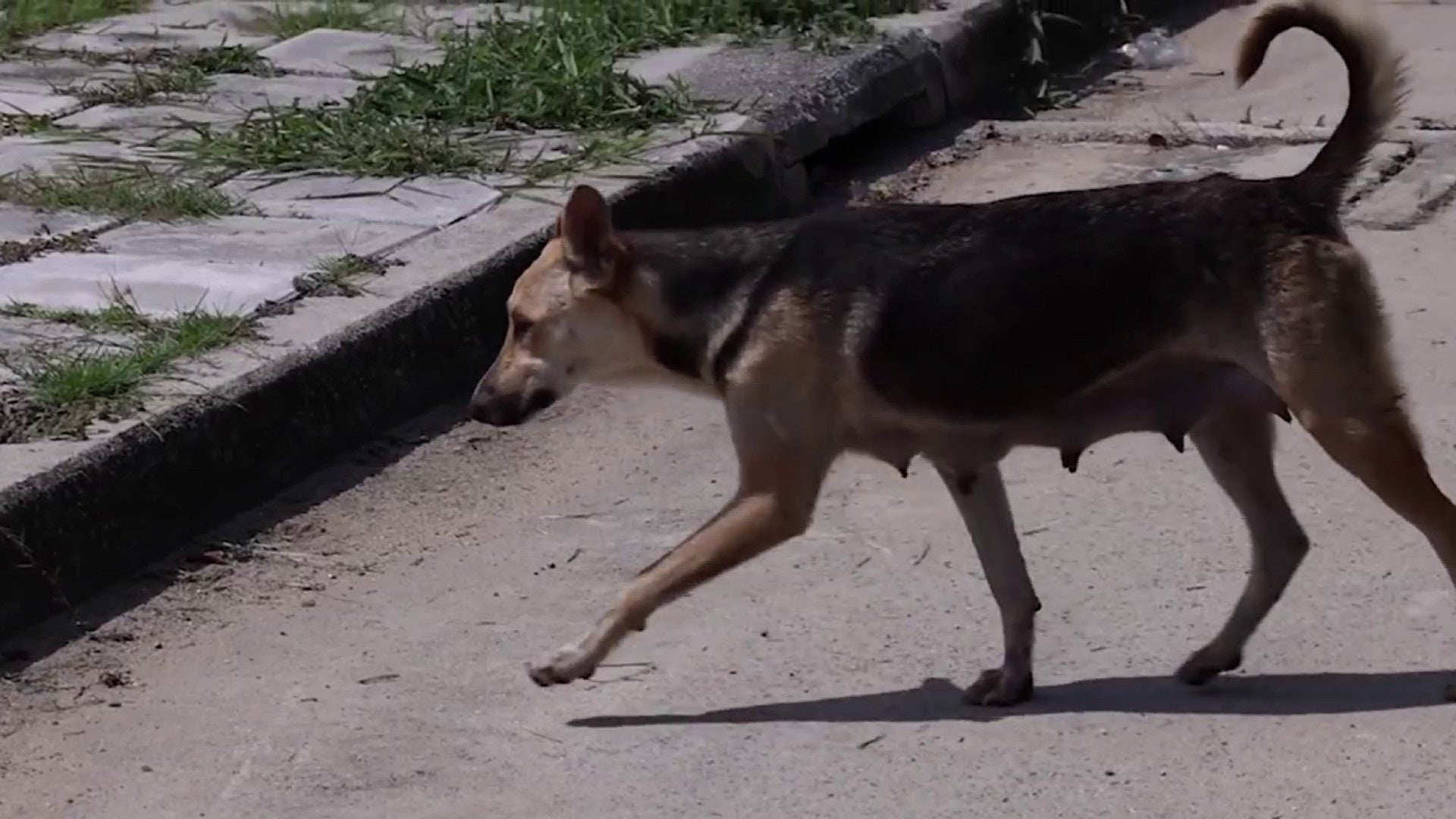 Bite cases and dangerous dog affidavits are up in San Antonio. Why does ACS see a silver lining?