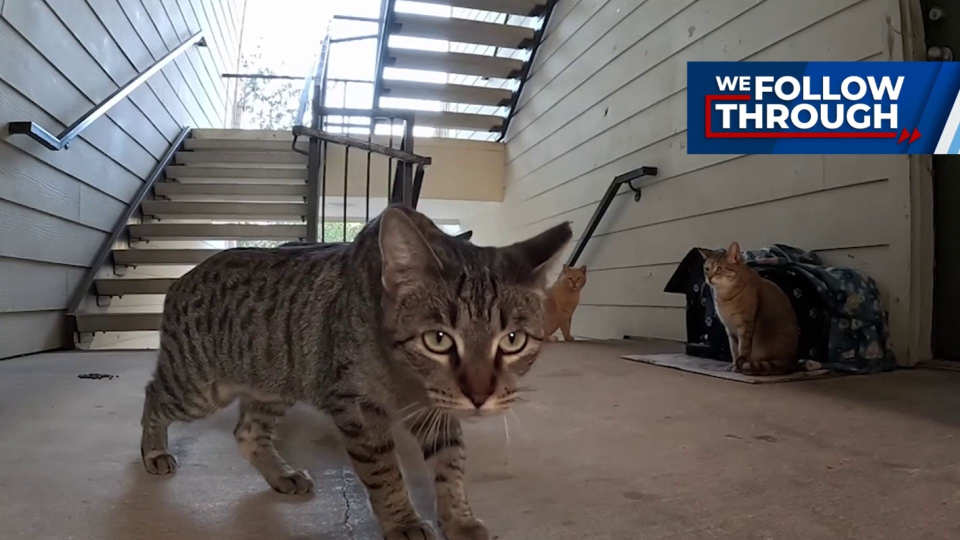 Community rallies to safeguard stray cats months after kitten