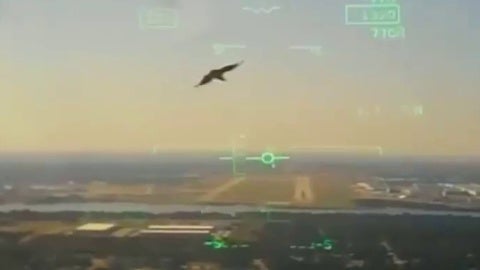 激レア BLAHRMY A REPORT OF THE BIRDSTRIKE 1708097489937_480x270_thumbnai