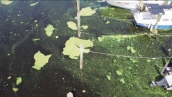 thumbnail-iv5hmqktgqyeerkxivhvm5tskjshqs3s