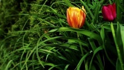 thumbnail-i5iwu6lgobtuescuinzei5tomqyxkmsd