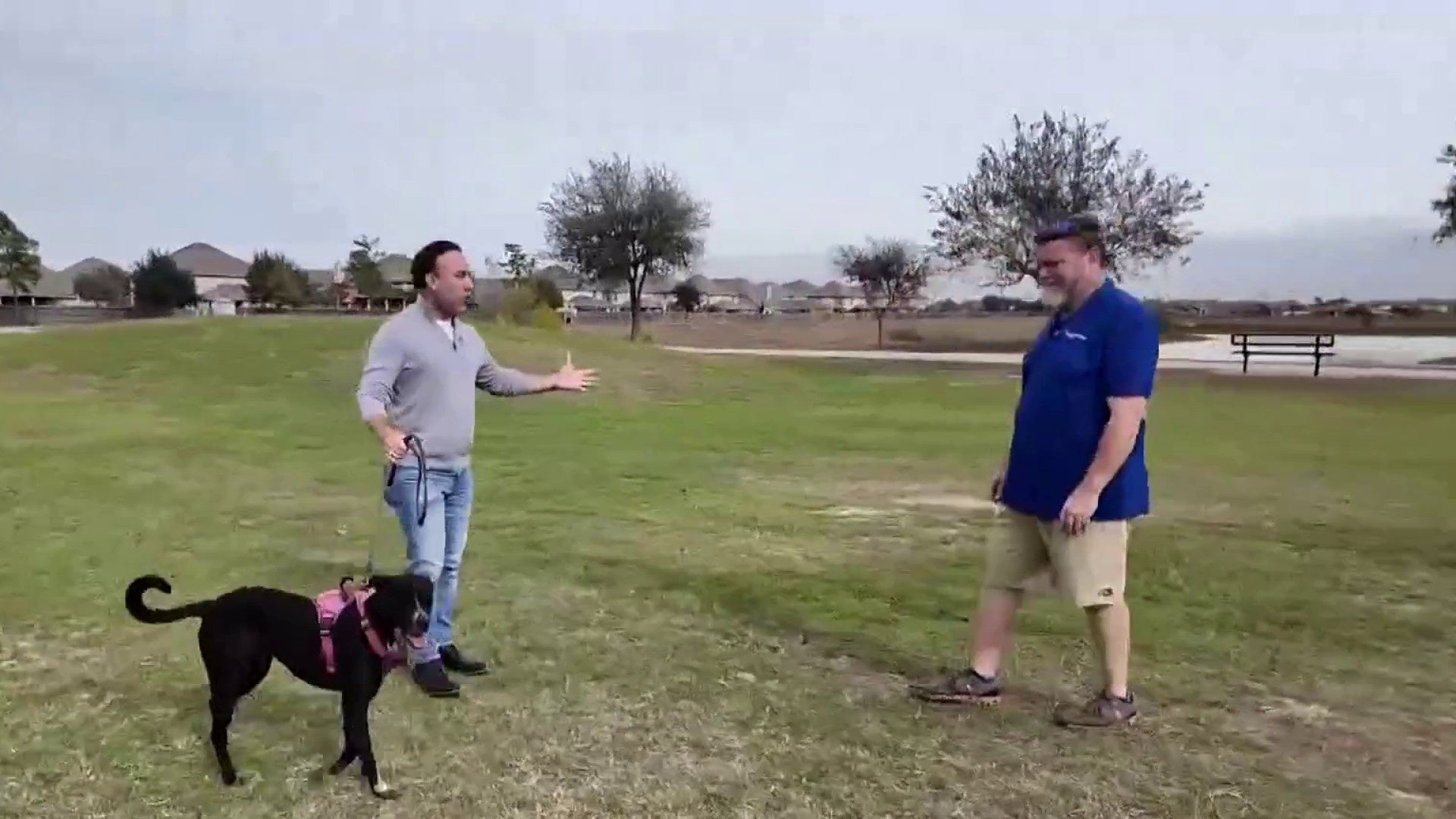 Dog attack prevention: What to do if faced with an aggressive dog