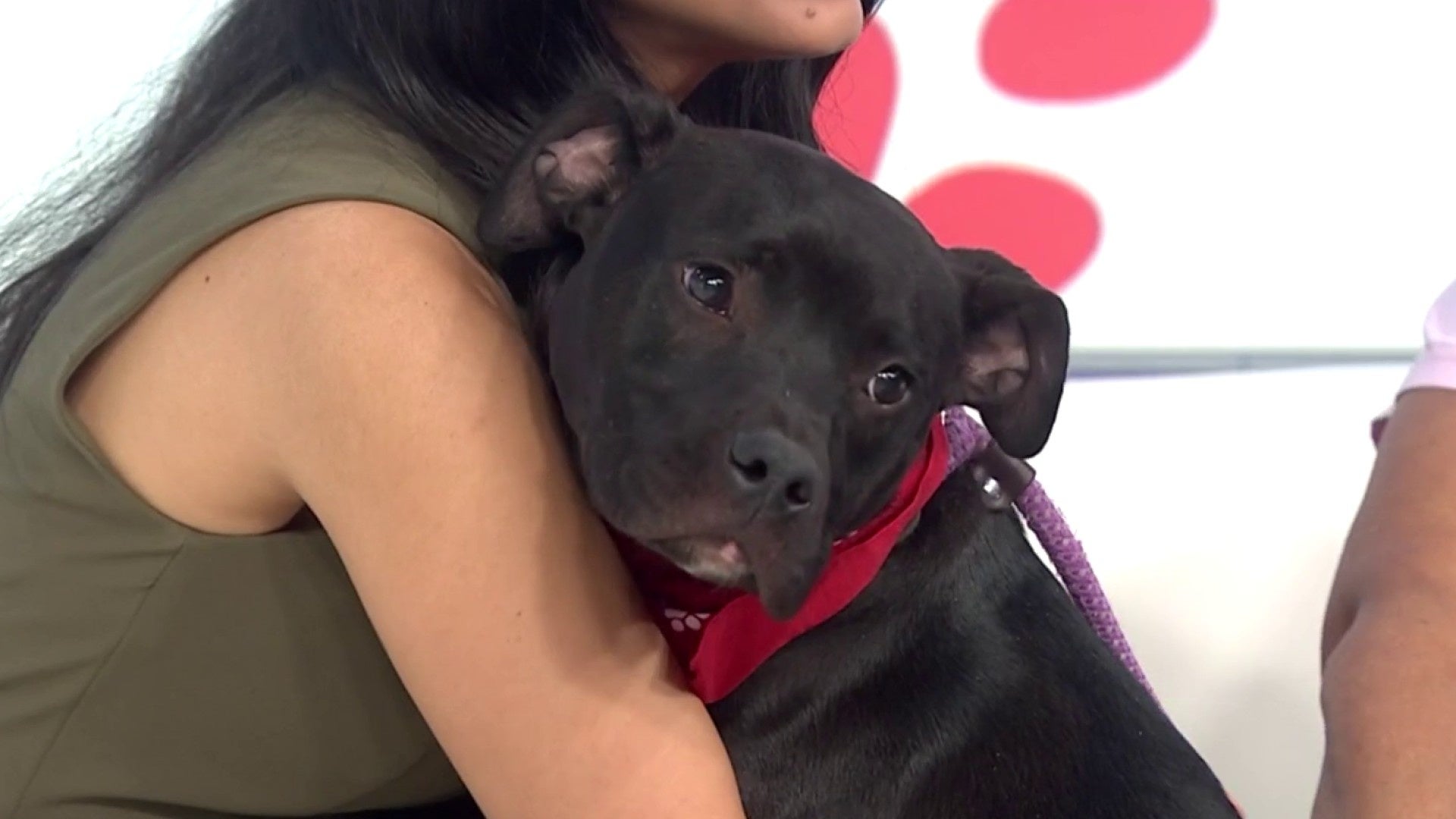 Pet of the Week: Meet Storm