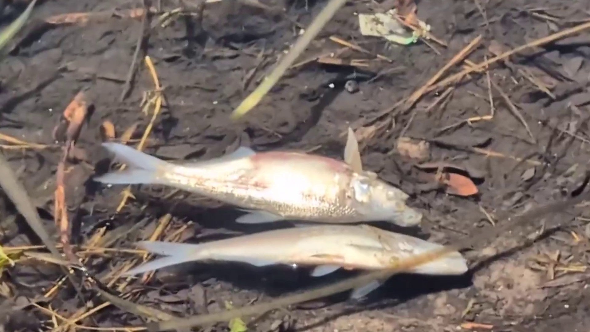 ‘Scent of dead fish:’ Dead fish create smelly mess near downtown Orlando