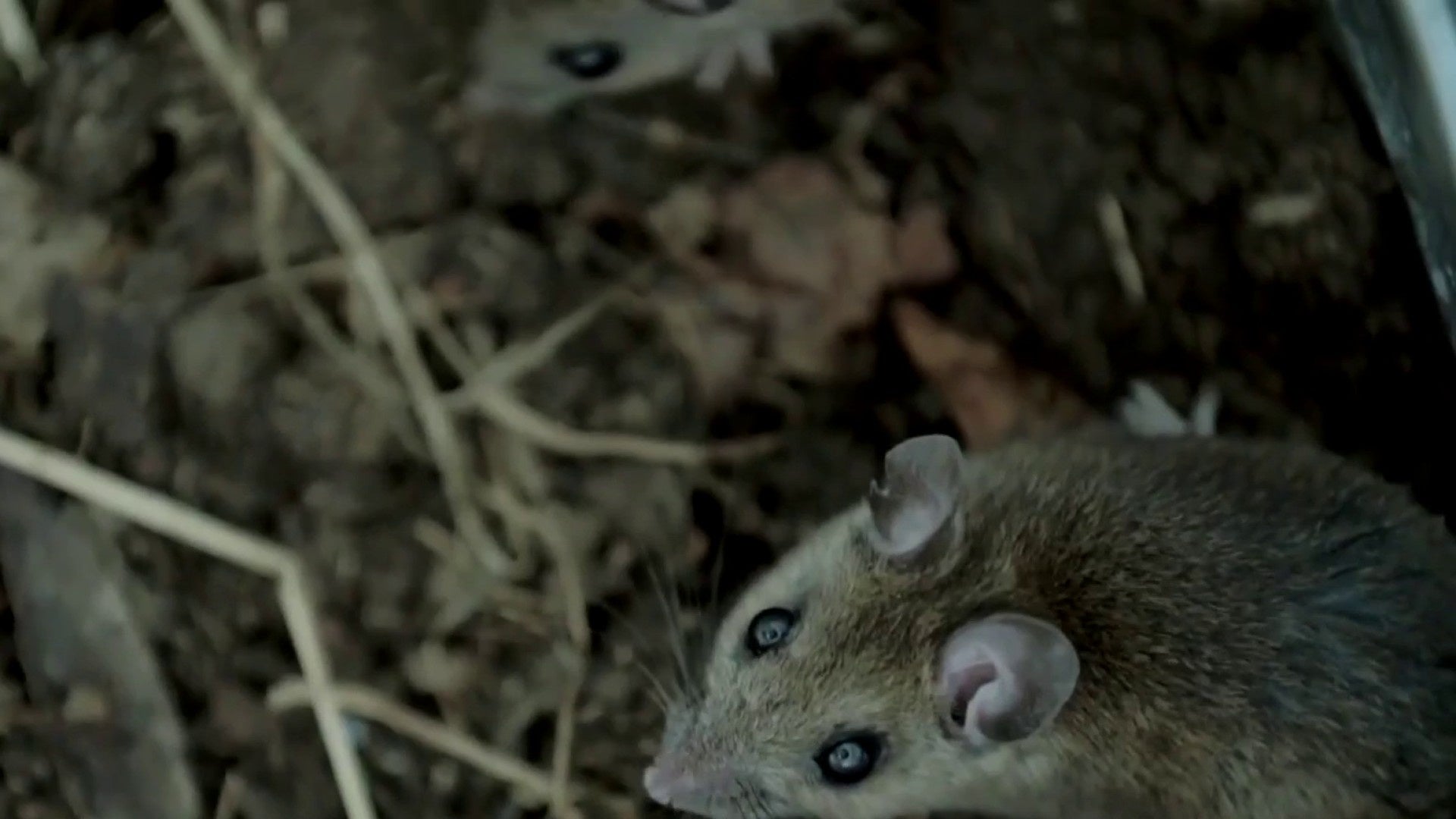 ‘It’s a takeover’: Residents in Fulshear neighborhood say rats are invading their community