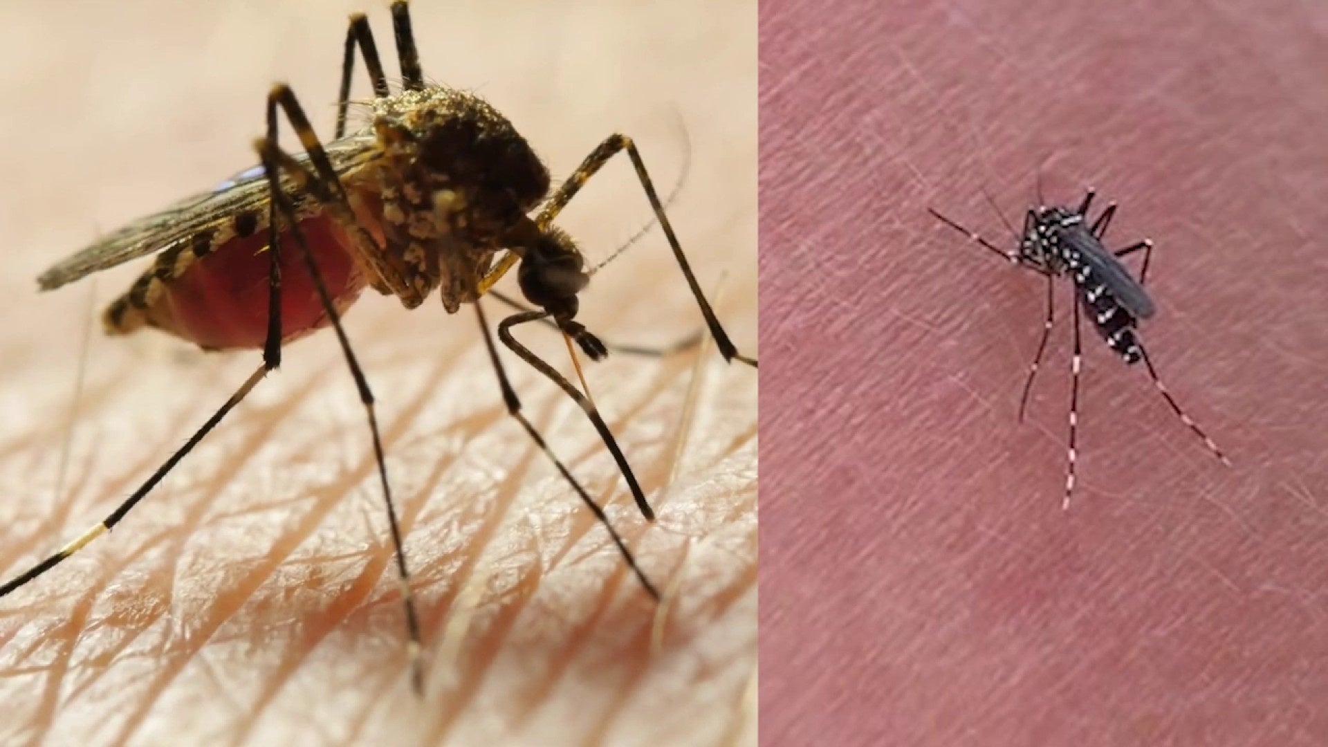 Why do mosquitoes choose you? Here are some answers