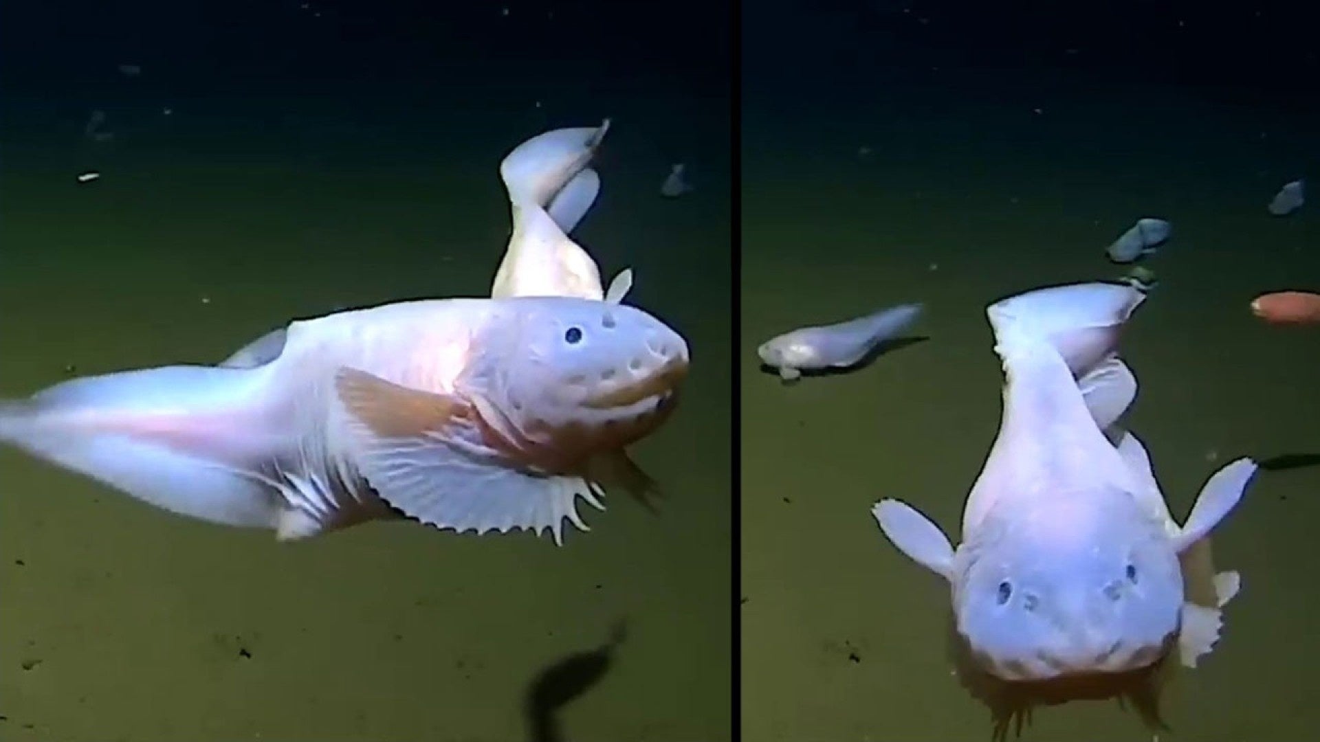 コンピュータ・IT Deep Sea Fishes Deep Sea Cryptids and Mysteries Chart : r/cryptids
