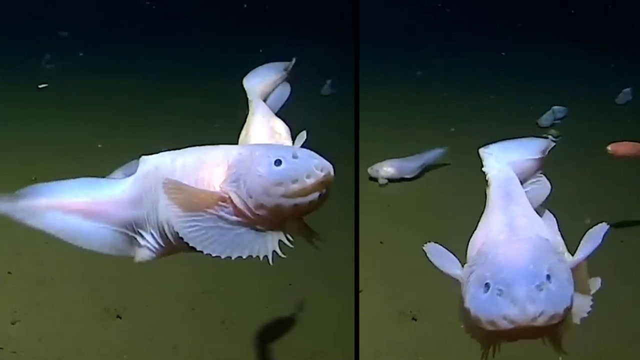 Video shows deepest fish ever recorded at 27,000 feet below