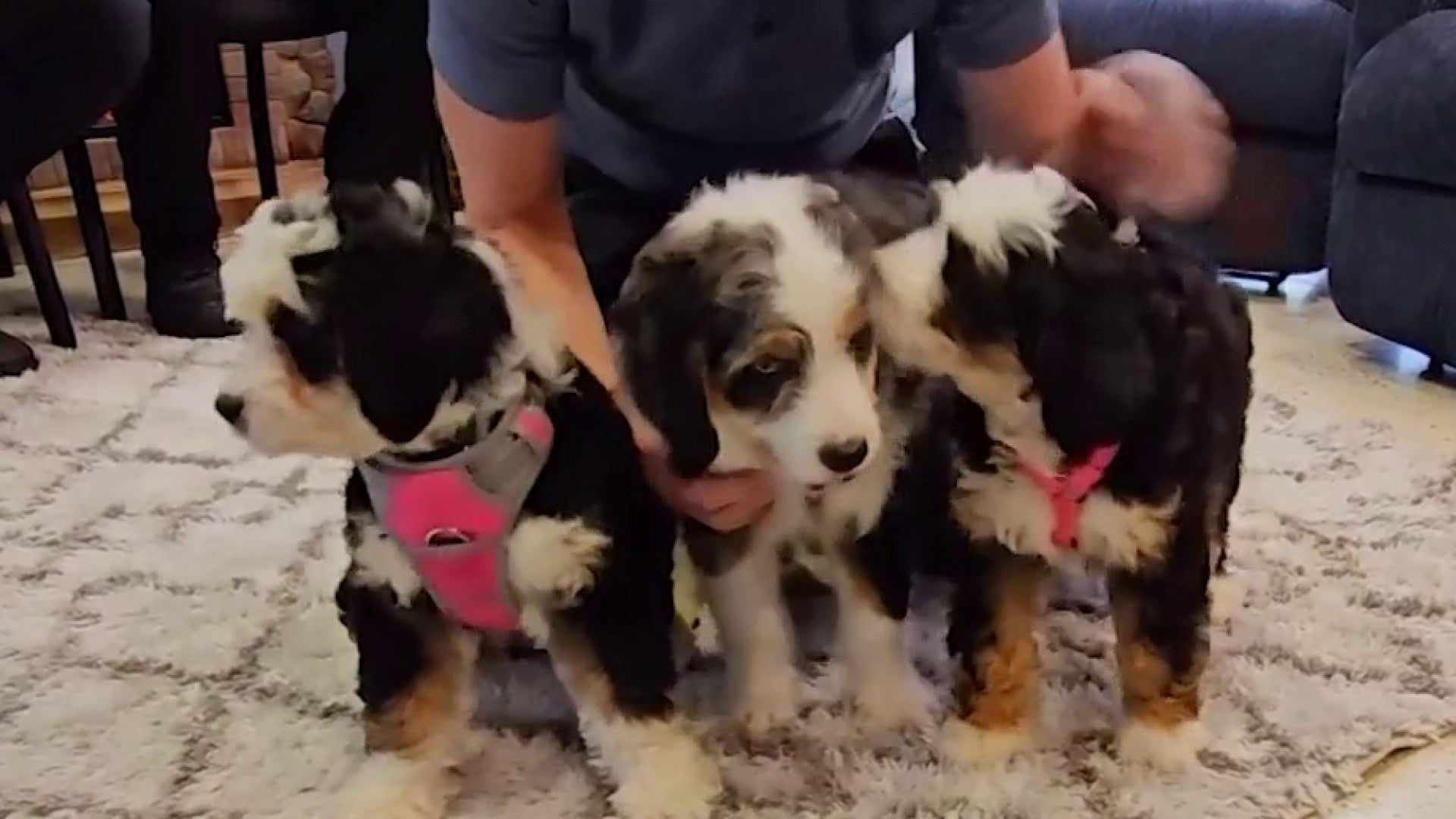 Dogs rescued from hot car at Disney Springs, adopted by firefighters