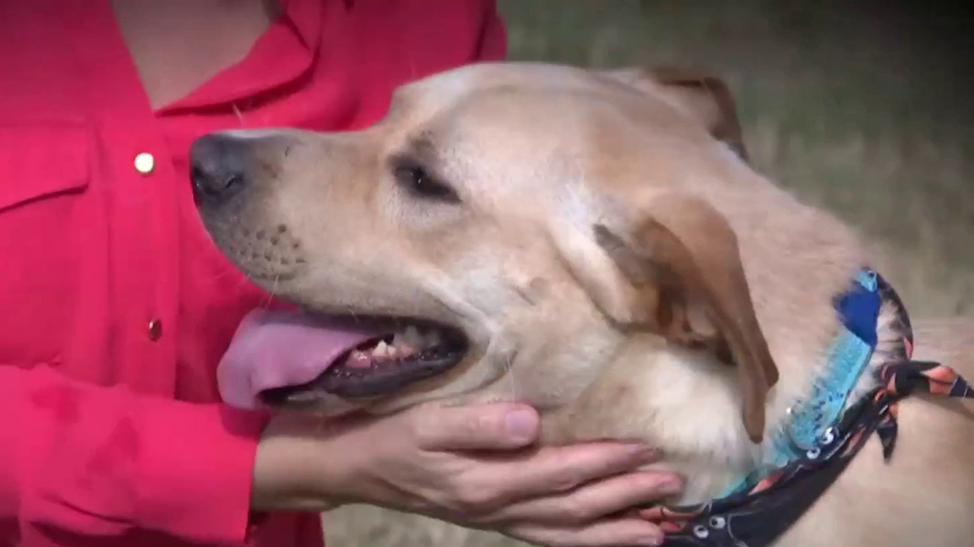 KPRC 2 takes Pet of the Week segment on the road!