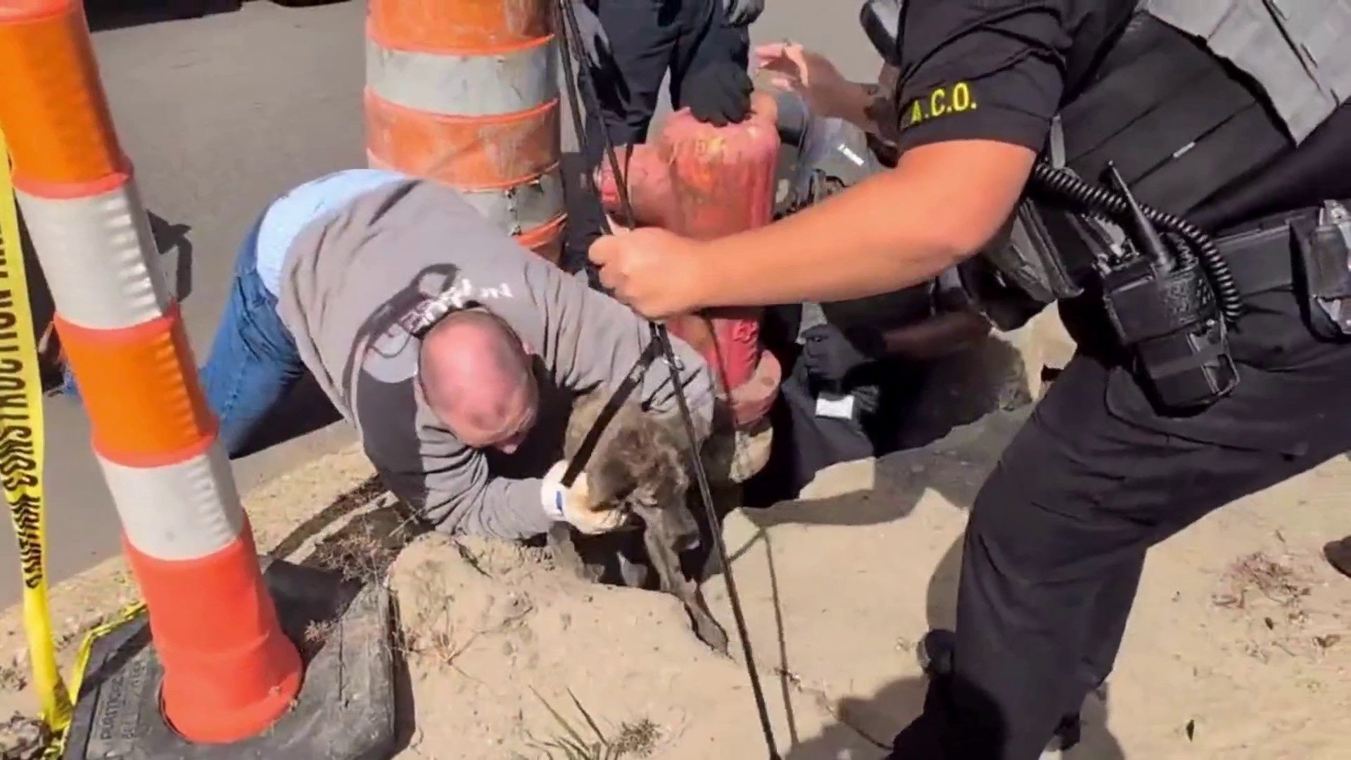 Watch: Dog Trapped in Sinkhole in Wayne County Rescued