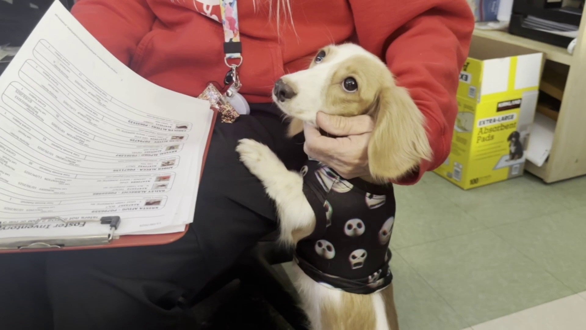 Daschund Delight: Weiner dog adoption surge at Jacksonville ACPS fueled by local TikTok creator