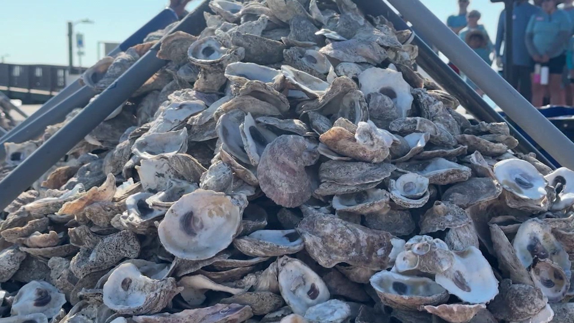 <a href="https://www.ksat.com/news/local/2025/05/15/texas-oyster-reefs-are-depleting-but-san-antonio-restaurants-can-help-out/" target="_blank">Texas oyster reefs are depleting, but San Antonio restaurants can help out</a>