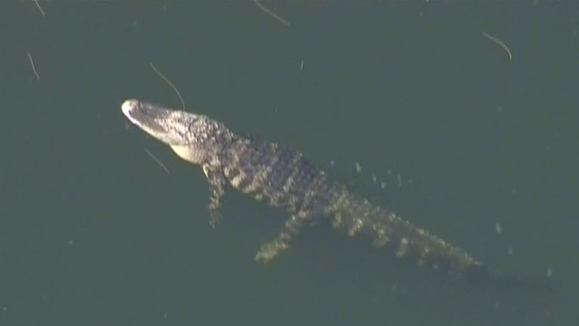 Expert offers tips after recent gator incidents in Central Florida