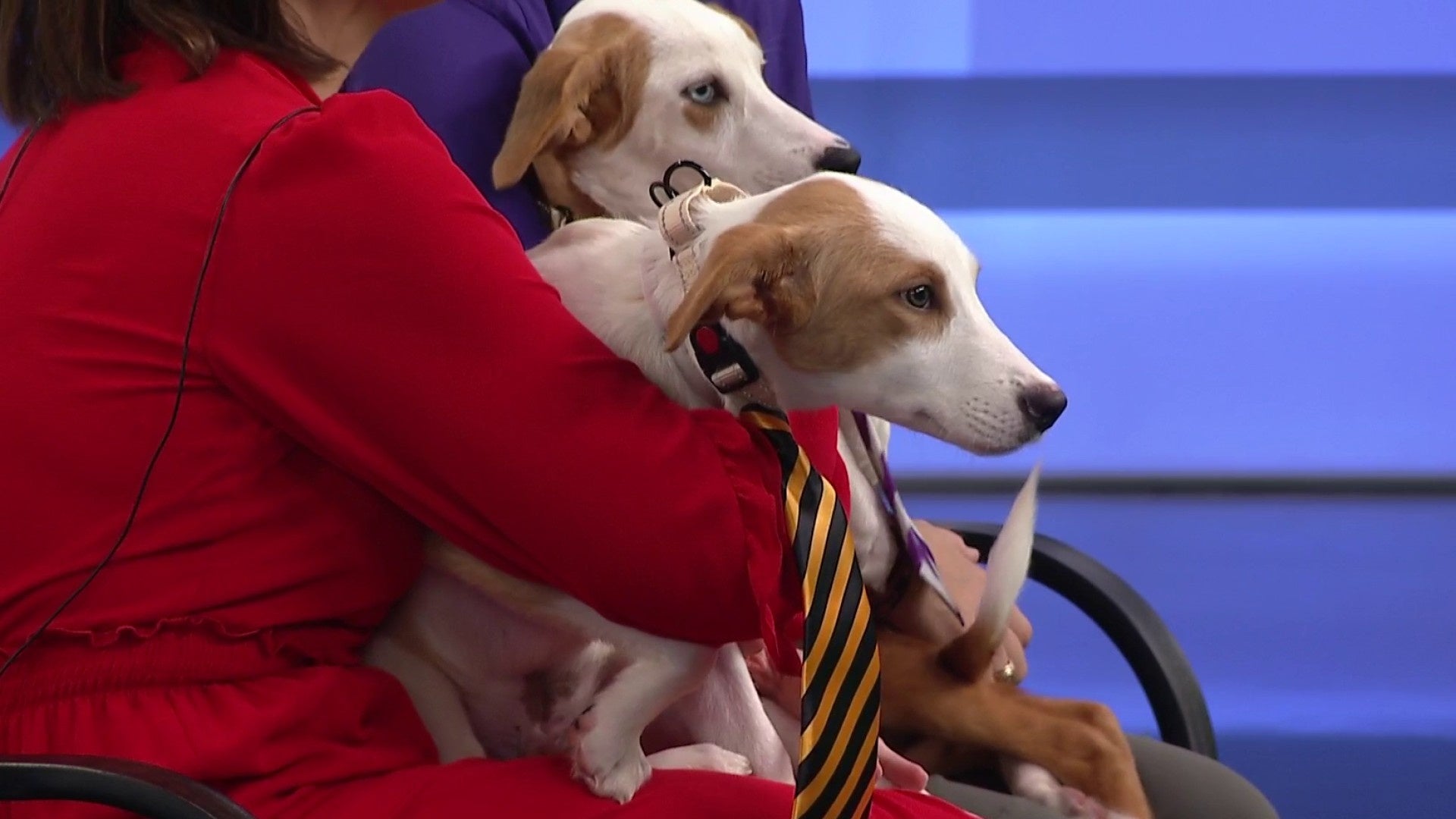 Montgomery County Animal Shelter hosting ‘Spooktacular’ adoption event Saturday