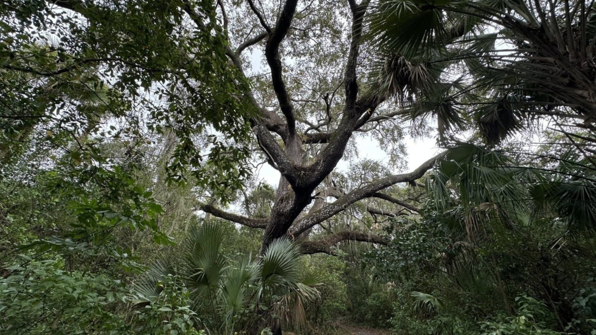 The terrifying story behind Florida's most evil tree