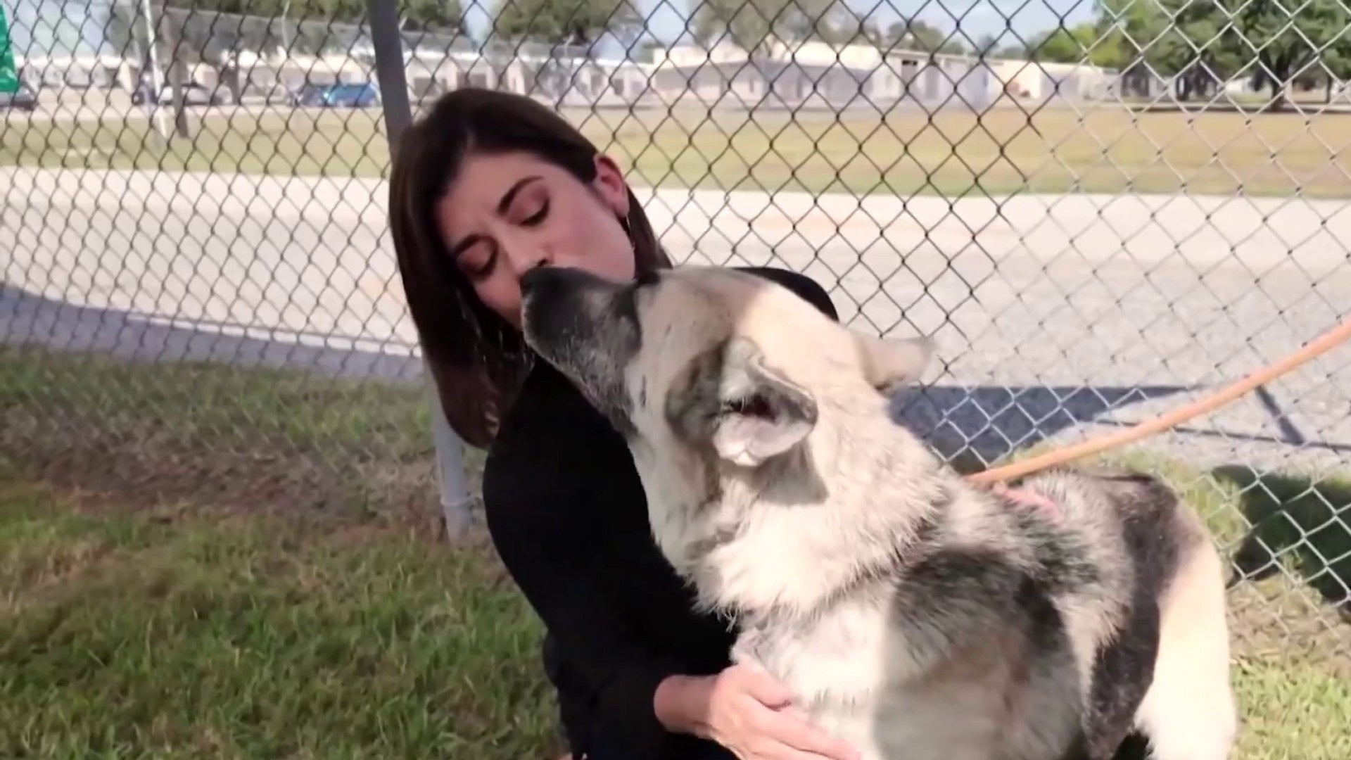 Fort Bend County Shelter’s pilot program helps long-stay dogs find forever homes