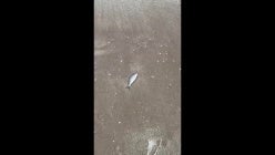 thumbnail-ozctc6ruje4eeqslnbggg5sclj5gknrn