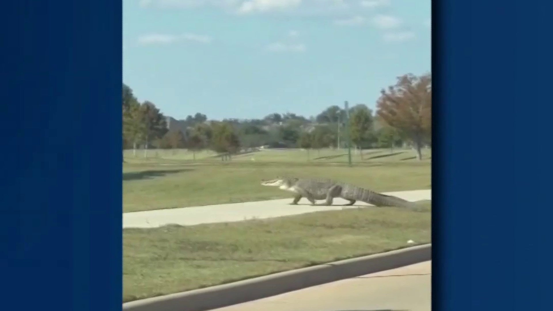 Alligator holds up traffic in Richmond neighborhood