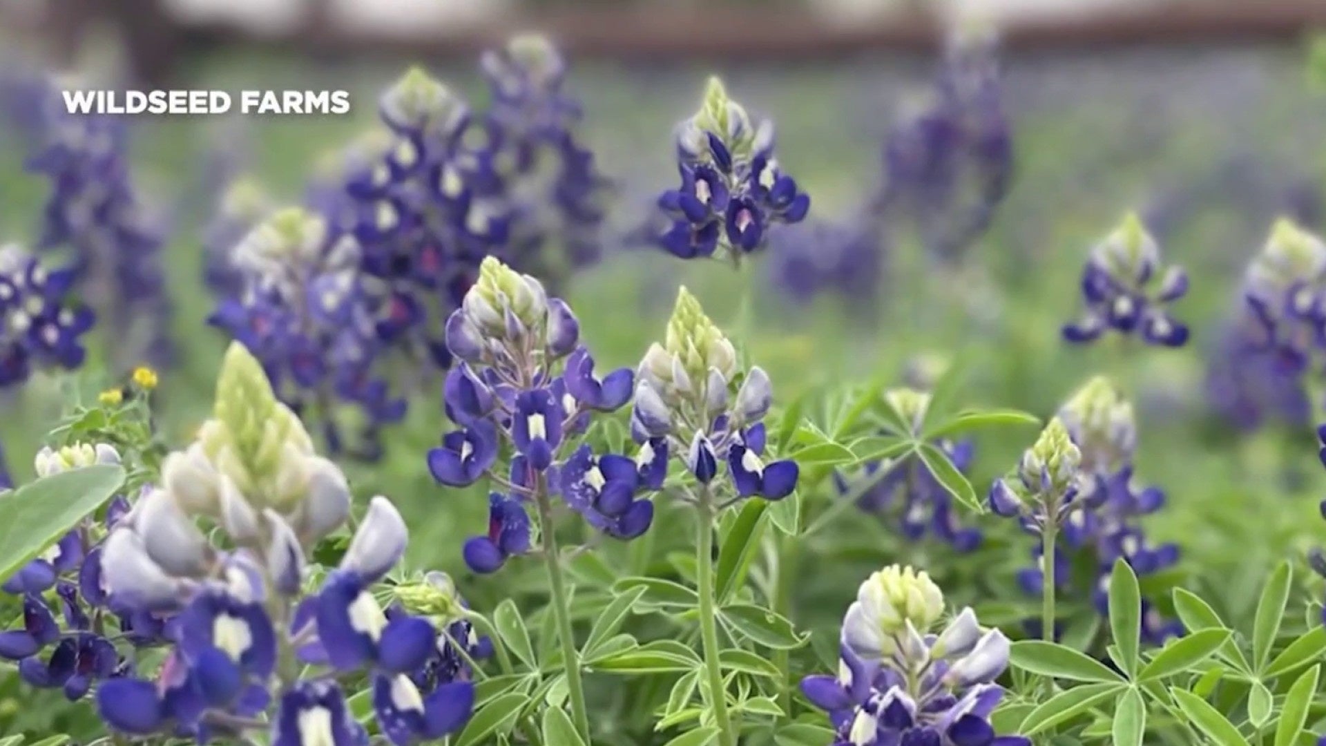 <a href="https://www.ksat.com/weather/2026/03/05/texas-wildflower-season-faces-challenges-after-years-of-drought/" target="_blank">Texas wildflower season faces challenges after years of drought</a>